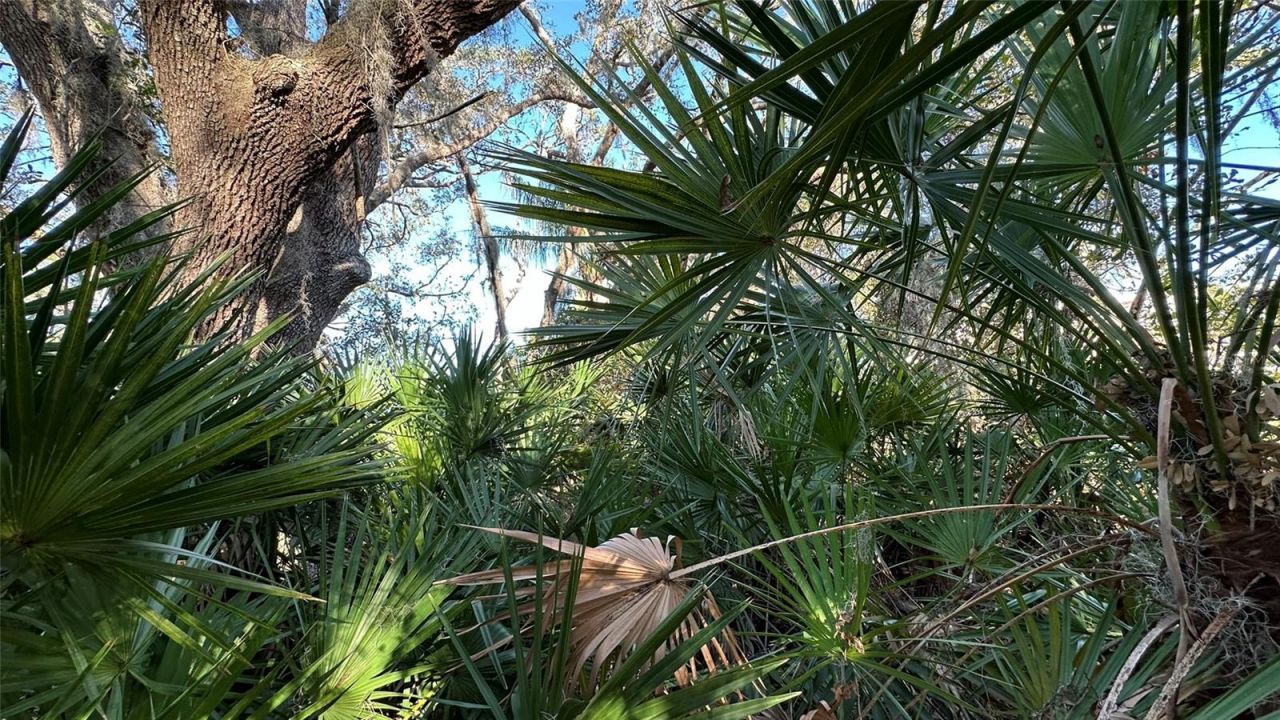 1676 Hermosa Drive , Palm Harbor, FL 34683 Photo