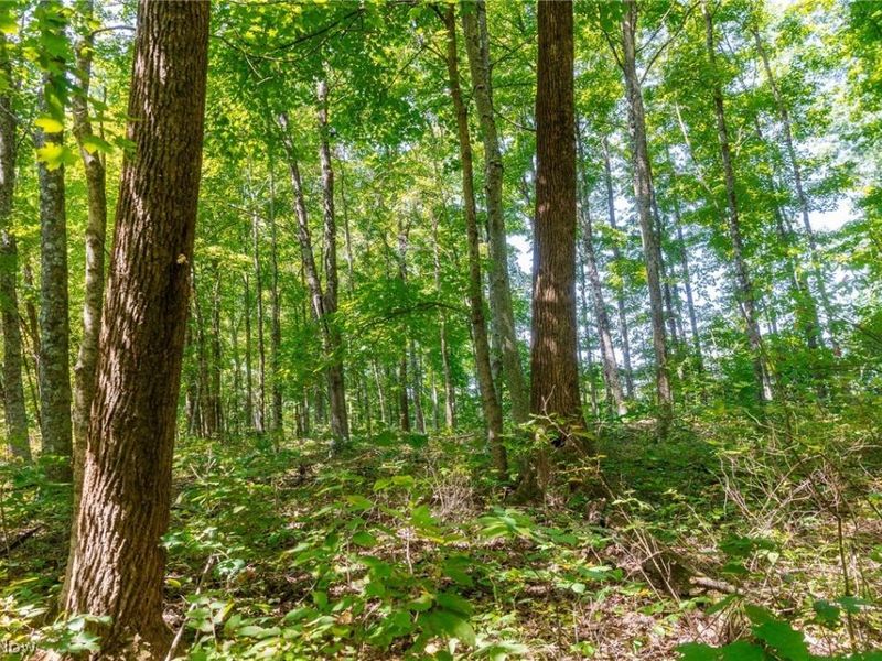 County Rd 269, Glouster, OH 43730 Photo 6