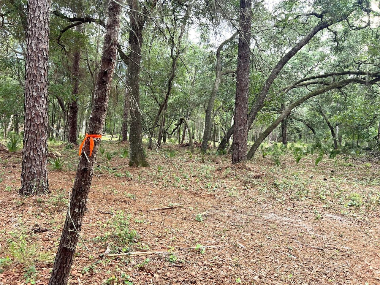 Se 152nd - Lot 16 (ravenswood Rd) Parcel B Place, Altoona, FL 32702 Photo