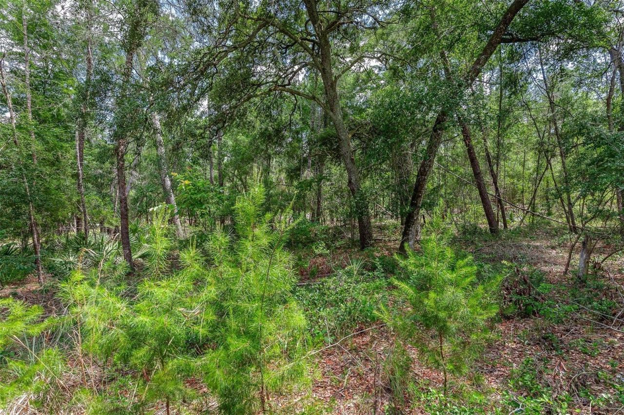 Se 152nd - Lot 16 (ravenswood Rd) Parcel B Place, Altoona, FL 32702 Photo