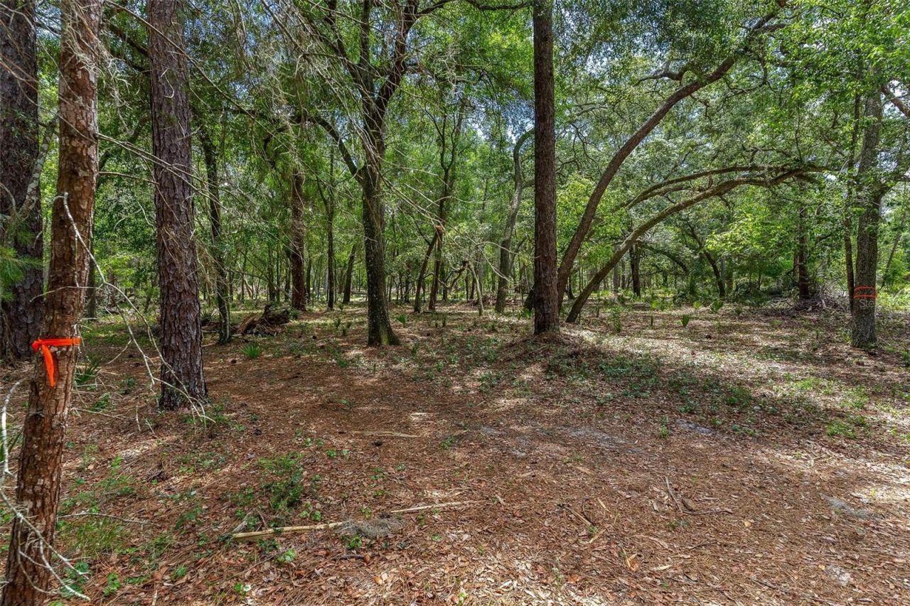 Se 152nd - Lot 16 (ravenswood Rd) Parcel B Place, Altoona, FL 32702 Photo
