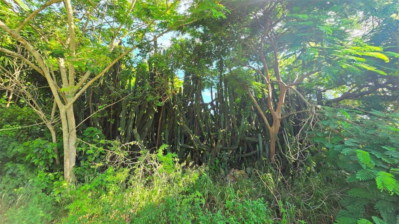 1227 Mangrove Lane, Chokoloskee, FL 34138 Photo