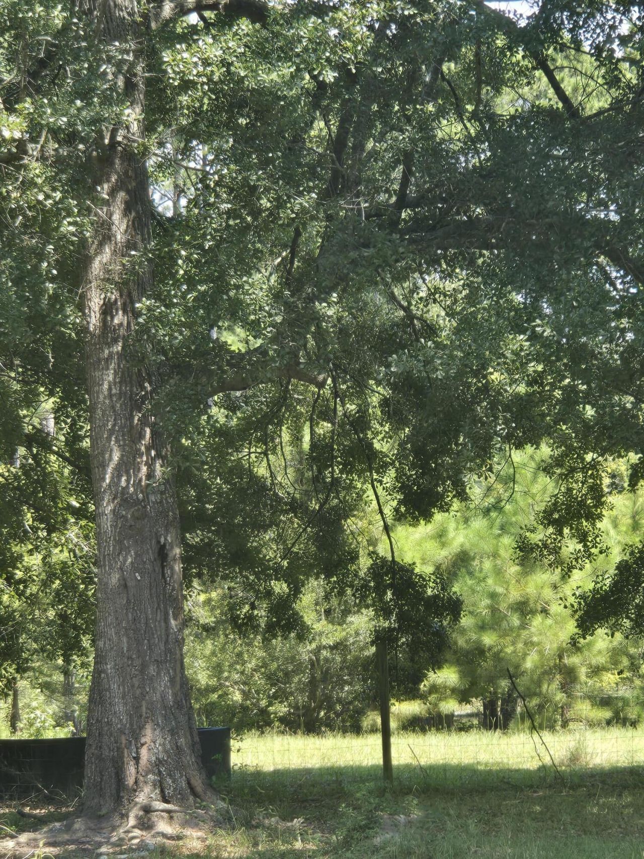 116 Huger Street Photo 13