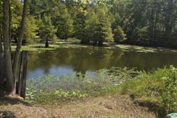 116 Huger Street photo 4