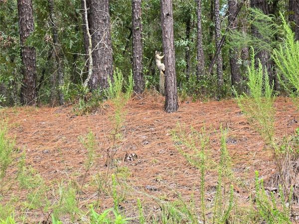 SW 76TH LANE, DUNNELLON, FL 34432