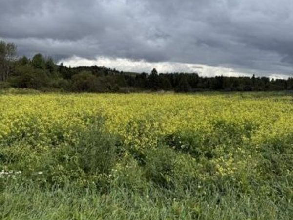 155 Church Avenue , Frenchville, ME 04745