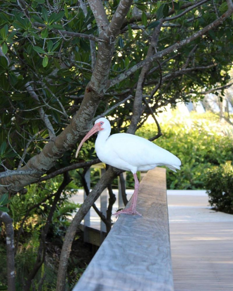 988 Blvd Of The Arts, Unit 109, Sarasota, FL 34236 Photo