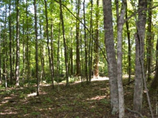 3 ac Rock Springs Rd , Celina, TN 38551