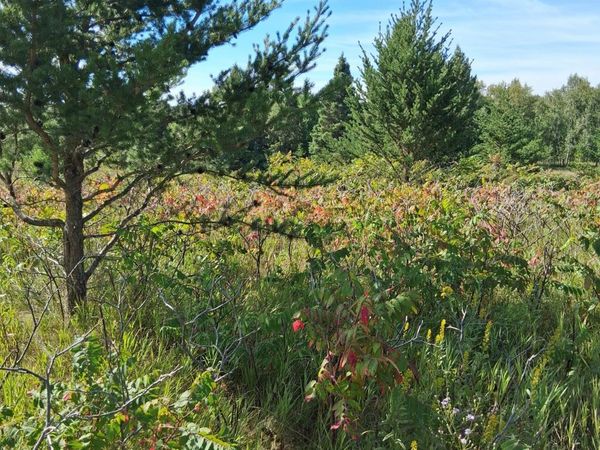 TBD Overland Drive , Browerville, MN 56438
