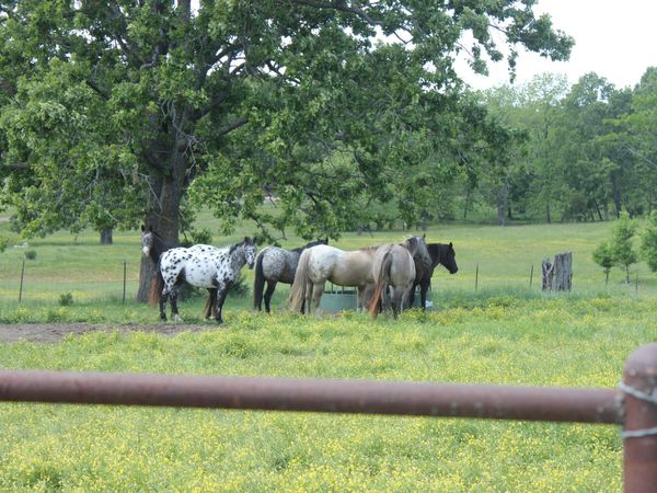 2231 W Highway , Thayer, MO 65791