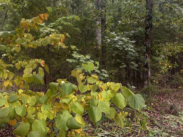 1223 Mill Creek Road , Higden, AR 72067