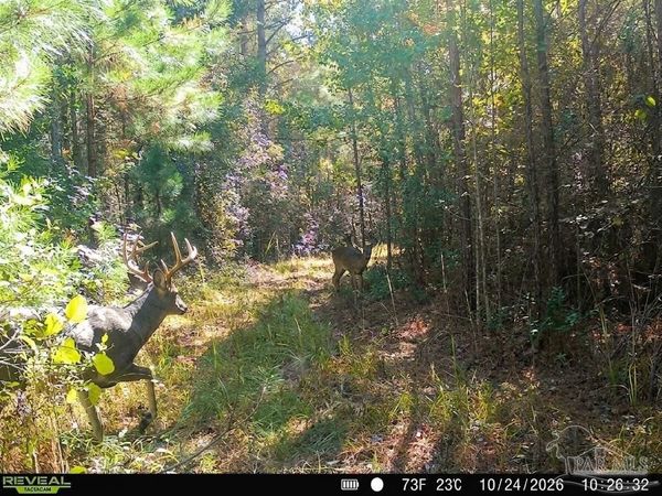 33.66 AC Snider Rd, Unit 33.66 AC, Frisco City, AL 36445