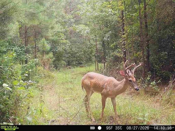 33.66 AC Snider Rd, Unit 33.66 AC, Frisco City, AL 36445