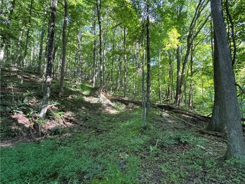53520 Trough Run Road, Bellaire, OH 43906 Photo 25