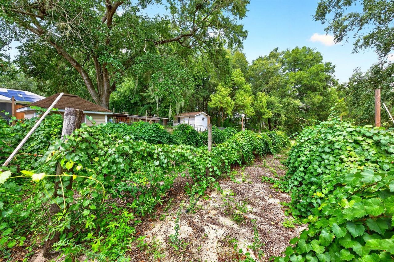 15771 SE 170th Avenue, Weirsdale, FL 32195 Photo