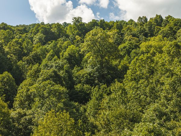89.608 ac Watson Hollow, Speedwell, TN 37870