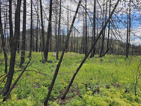 34XX Lael-Flat Creek Rd, Kettle Falls, WA 99141