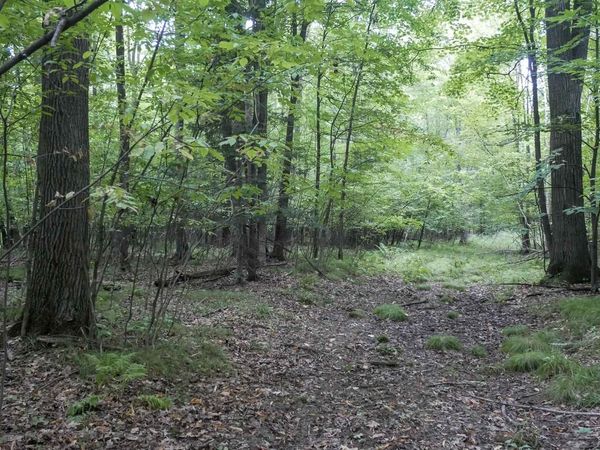 +/-80 Acres PINE AVENUE, Medford, WI 54451