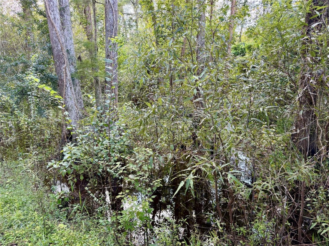 14875 Cr 751, Webster, FL 33597 Photo