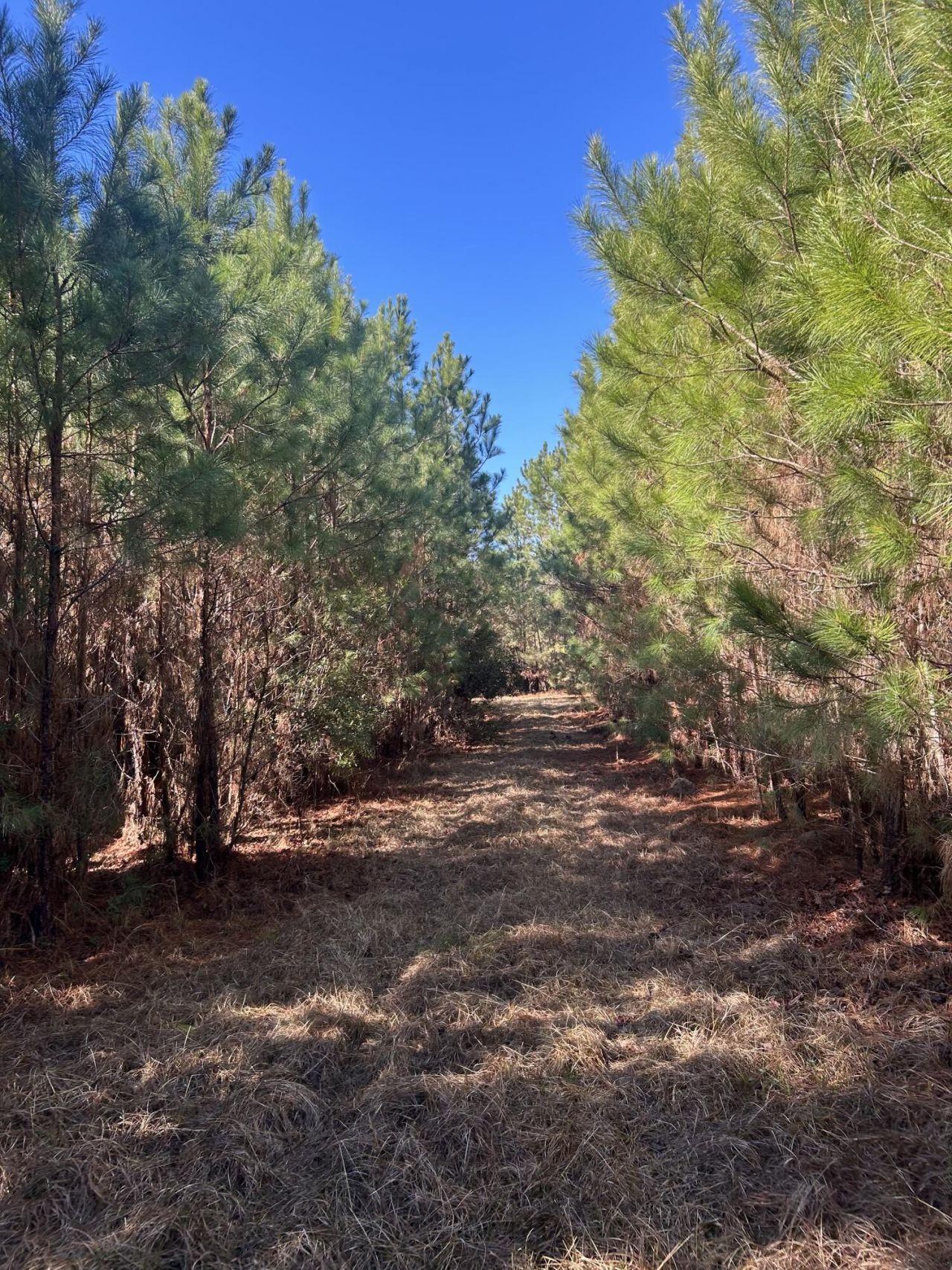 0 Seaboard Road Photo 4