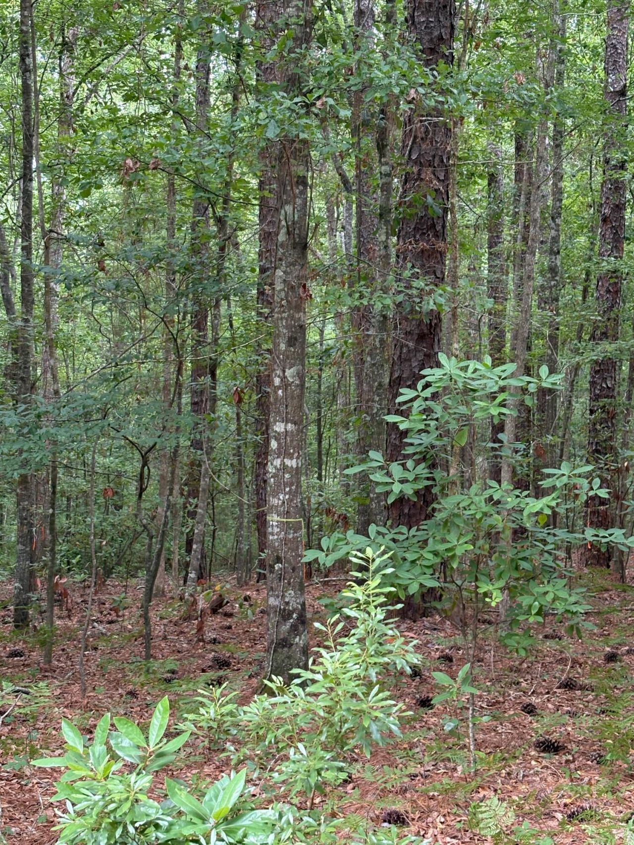 0 Aaron Lane Photo 9