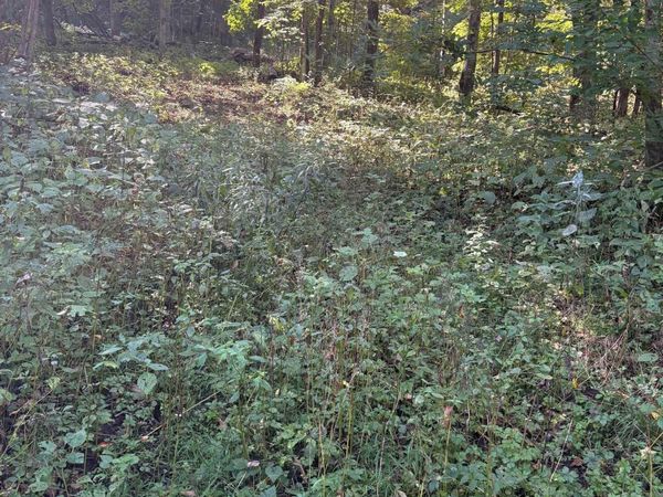 0 Opals Lane, Gays Mills, WI 54631