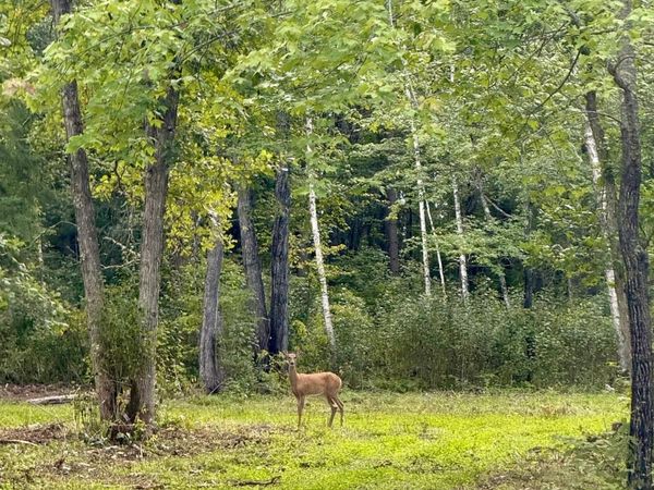 56305 S Dora Lake Road, Northome, MN 56661