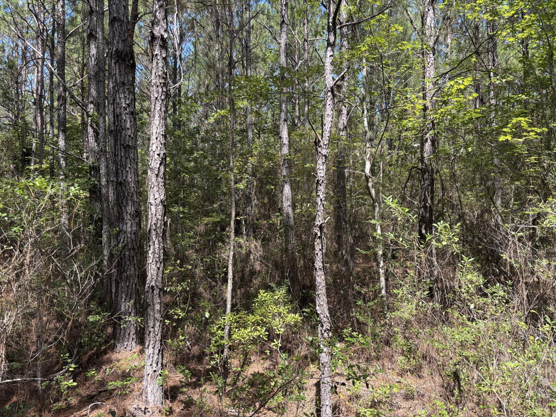 10 Red Oak Road Photo 4
