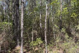 10 Red Oak Road photo 4