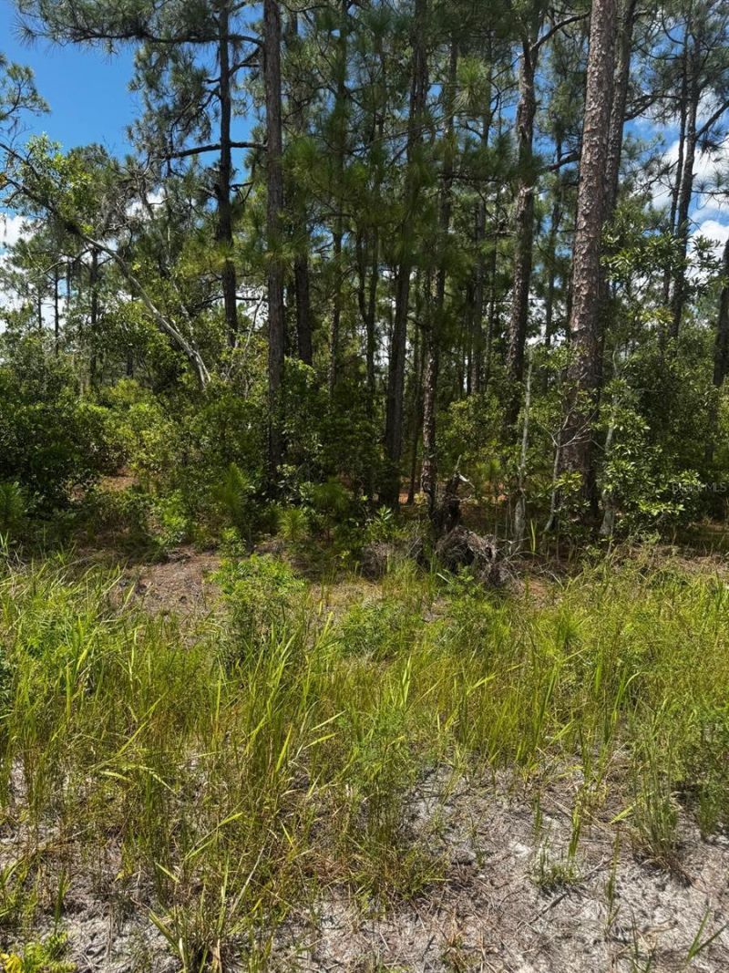 Mcclellan Road, Lot #49, Frostproof, FL 33843 Photo