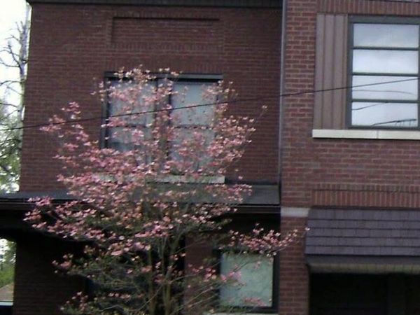 482 Carey Avenue, Unit 1/2, Wilkes-Barre, PA 18702
