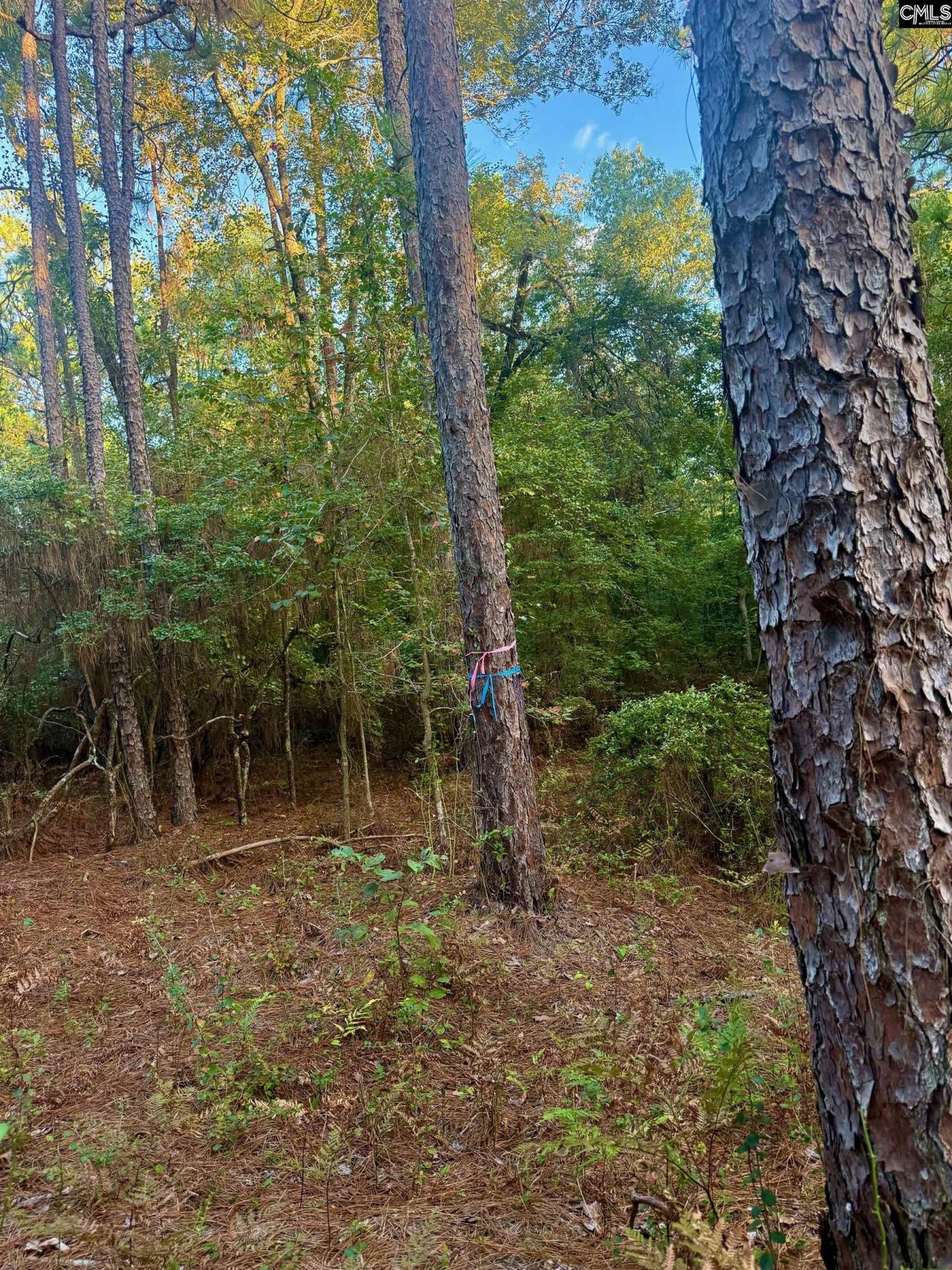 0 Edisto Lake Road  Photo 6