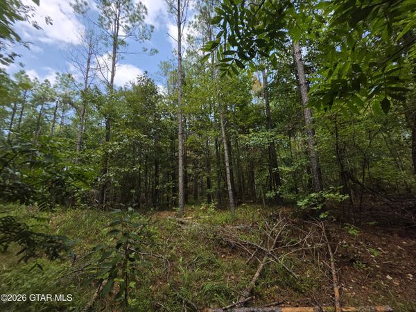 80+/- acres Webster, Bellefontaine, MS 39737