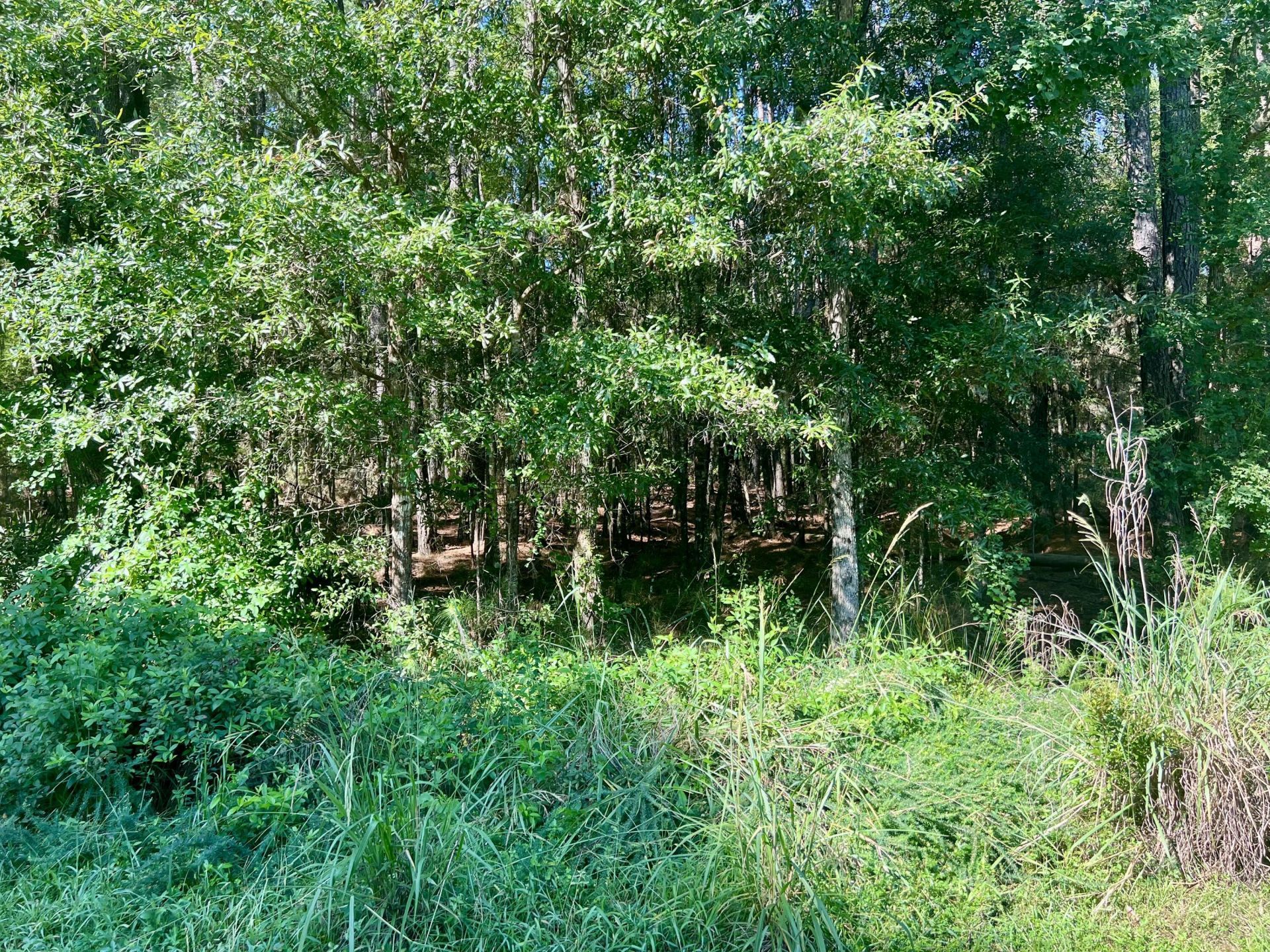 511 Chicora Lane Photo 13