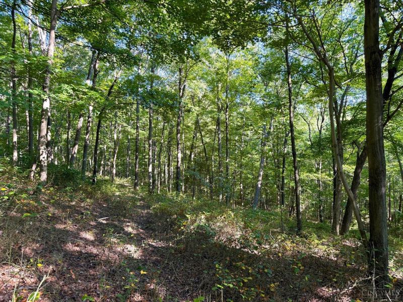 514 Dog Hollow Road, Otway, OH 45657 Photo 66