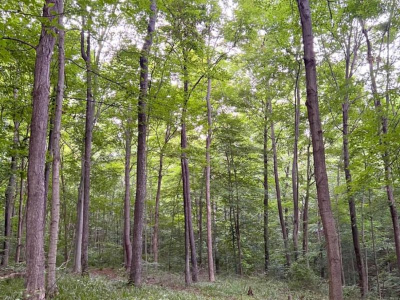 514 Dog Hollow Road, Otway, OH 45657 Photo 76