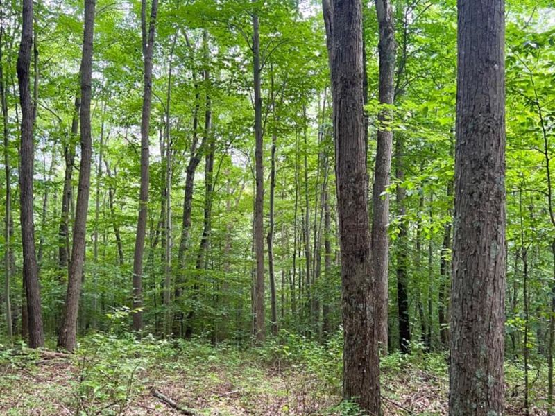 514 Dog Hollow Road, Otway, OH 45657 Photo 83