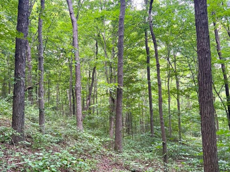 514 Dog Hollow Road, Otway, OH 45657 Photo 84