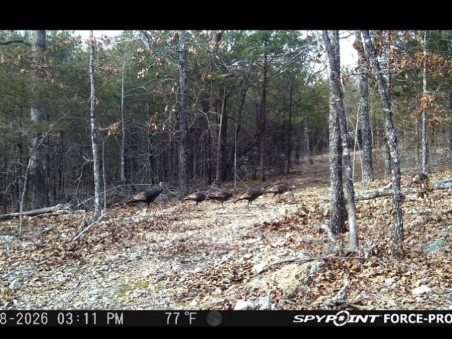 Property Image 18