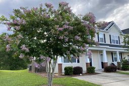 9073 Parlor Drive photo 4