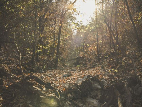 000 Boone Hollow Rd Road , Powell, MO 65730
