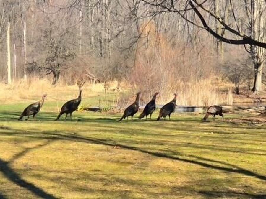 Property Image 50