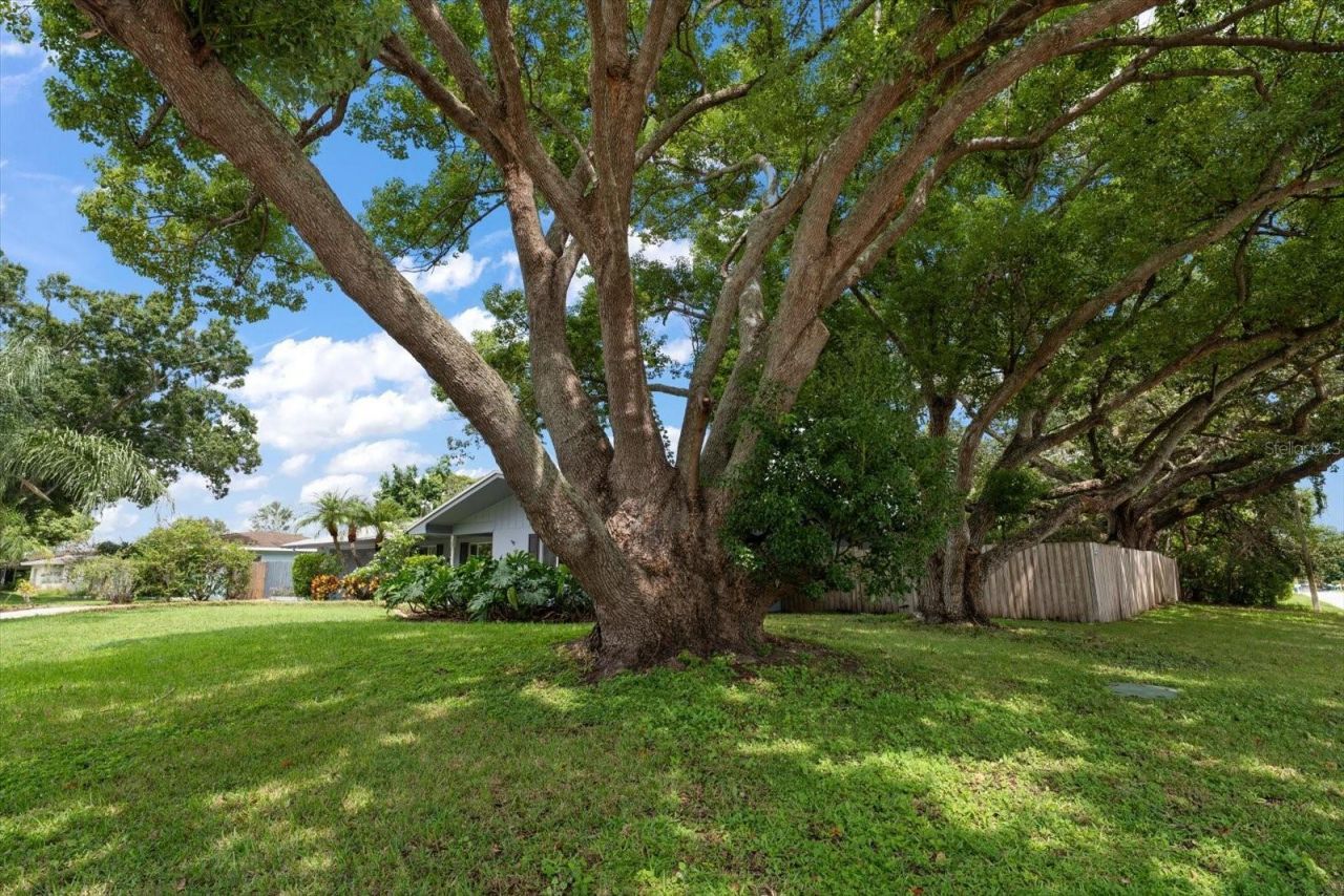 1 Maplewood Avenue, Clearwater, FL 33765 Photo