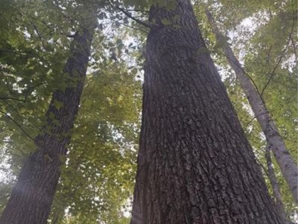 Lot 1 Edgewood Road, Wilkesboro, NC 28697