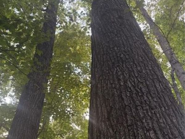 Lot 3 Edgewood Road, Wilkesboro, NC 28697
