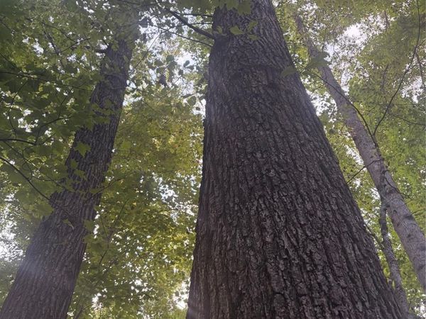 Lot 1 Edgewood Road, Wilkesboro, NC 28670