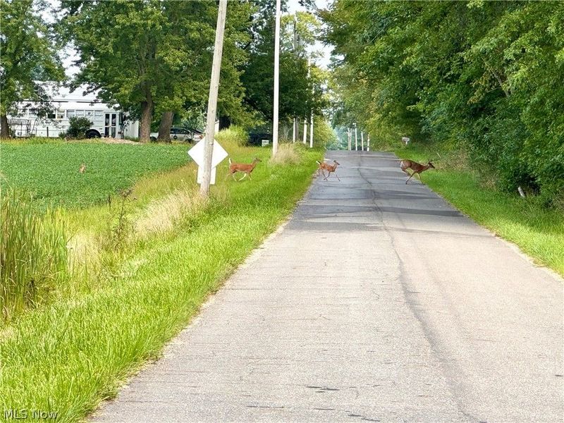 Oyster Road, North Benton, OH 44449 Photo 8