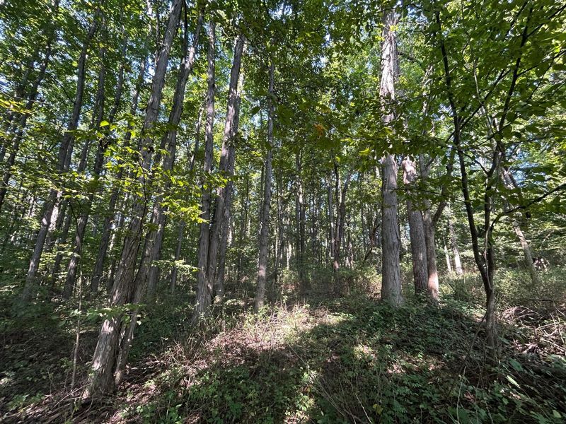 6642 Bennington Chapel Road, Centerburg, OH 43011 Photo 70