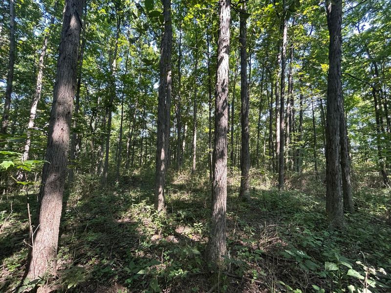 6642 Bennington Chapel Road, Centerburg, OH 43011 Photo 71