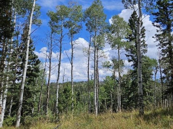 604 Snowshoe Lane, Cimarron, CO 81220